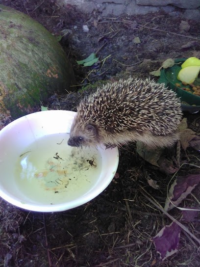 Kurus Hans, Magasin d'Antiquités à Celles-sur-Plaine
