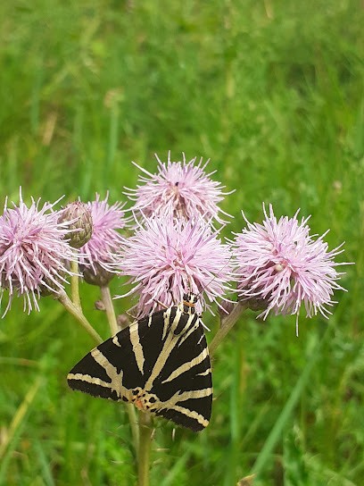 Verdier Olivier, Magasin d'Antiquités à Verrières