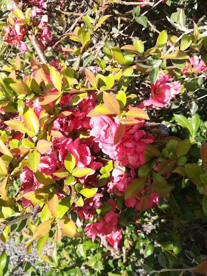 Raphaël CHASSANY, Magasin d'Antiquités au Broc